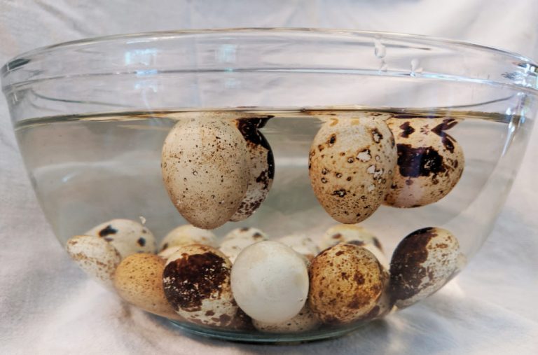 Getting the Most from Quail Eggs Backyard Poultry